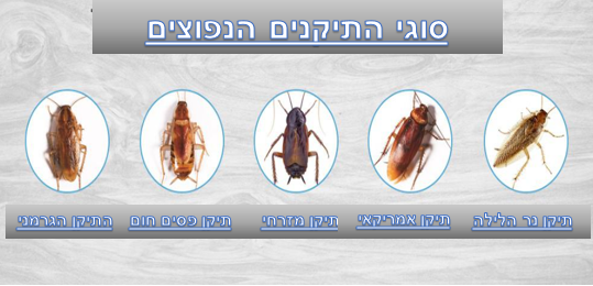 התמונה מציגה חמישה סוגים של תיקנים הנפוצים בבתים
