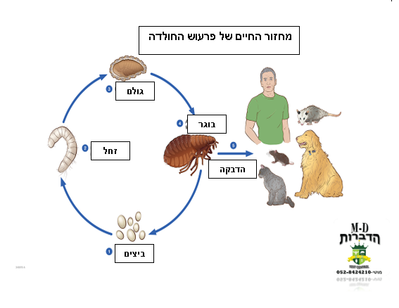 מחזור החיים הכללי של הפרעוש החולדה כולל ארבעה שלבים עיקריים: 