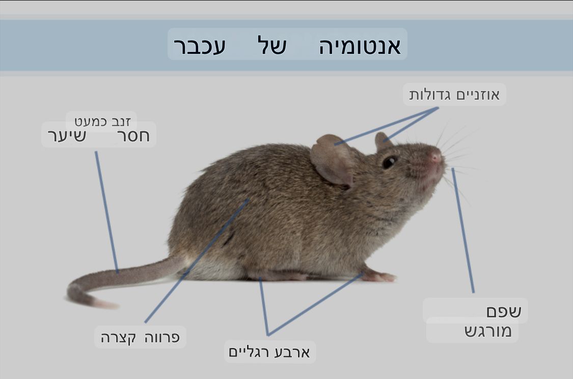 תמונה מראה את אנטומיה של העכבר