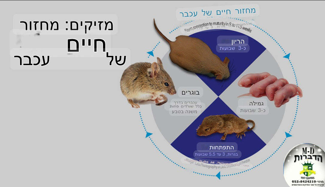 מחזור החיים של העכבר