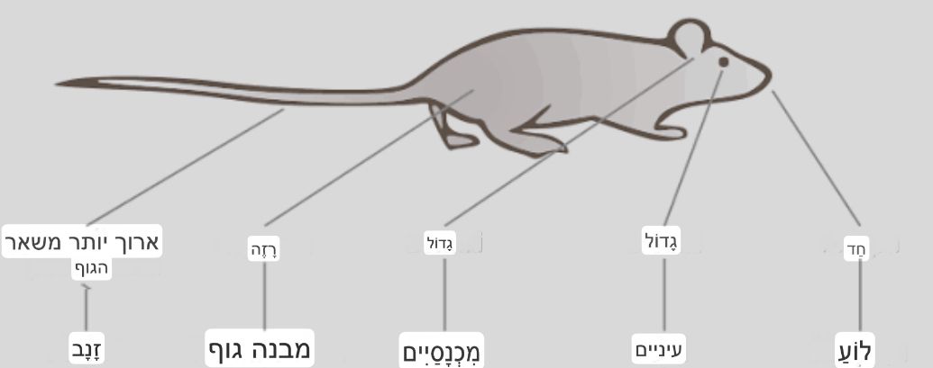 תמונה מראה את אנטומיה של חולדות המצויה (העליות)