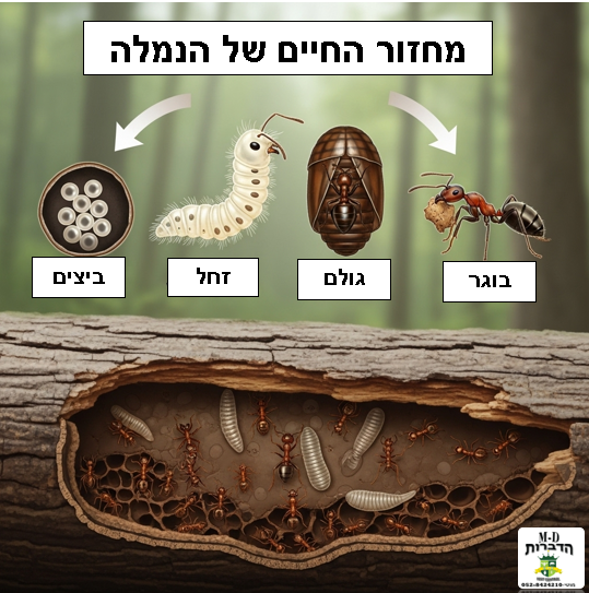 התמונה מציגה את ארבעת שלבי מחזור החיים של הנמלה: ביצה, זחל, גולם ובוגר, ומספקת המחשה ויזואלית להתפתחותן בתוך הקן.