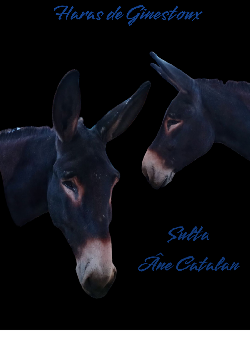 SULTA III