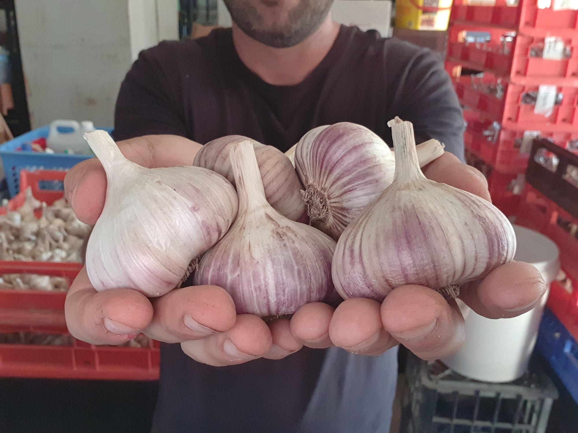 Garlic Planting Workshop - Jervis Bay Area, NSW