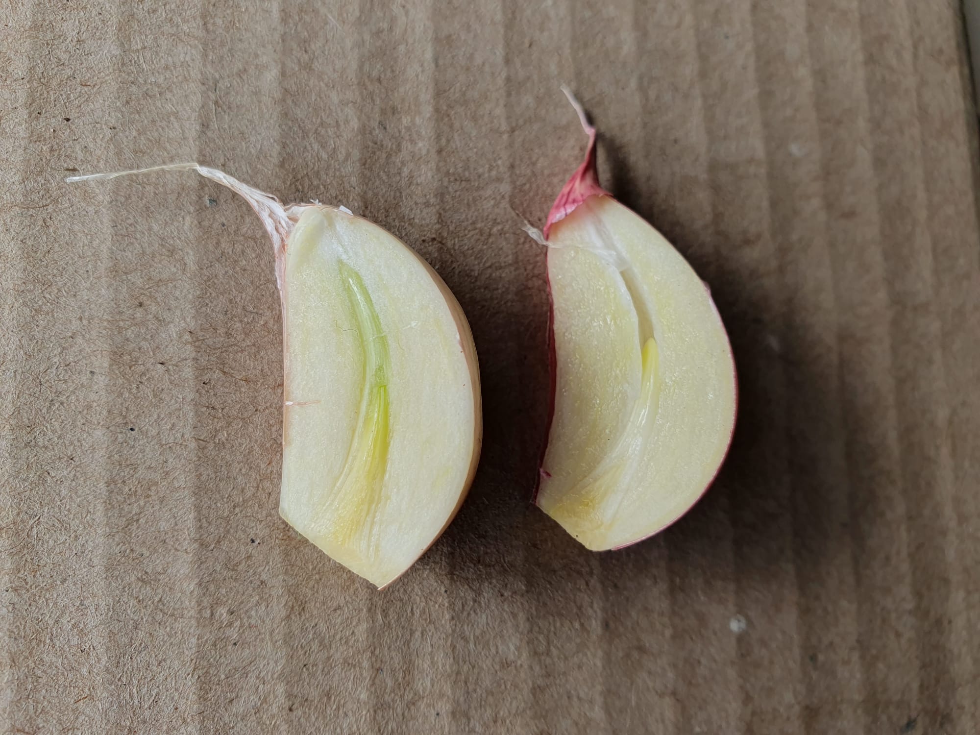 When to plant your garlic?