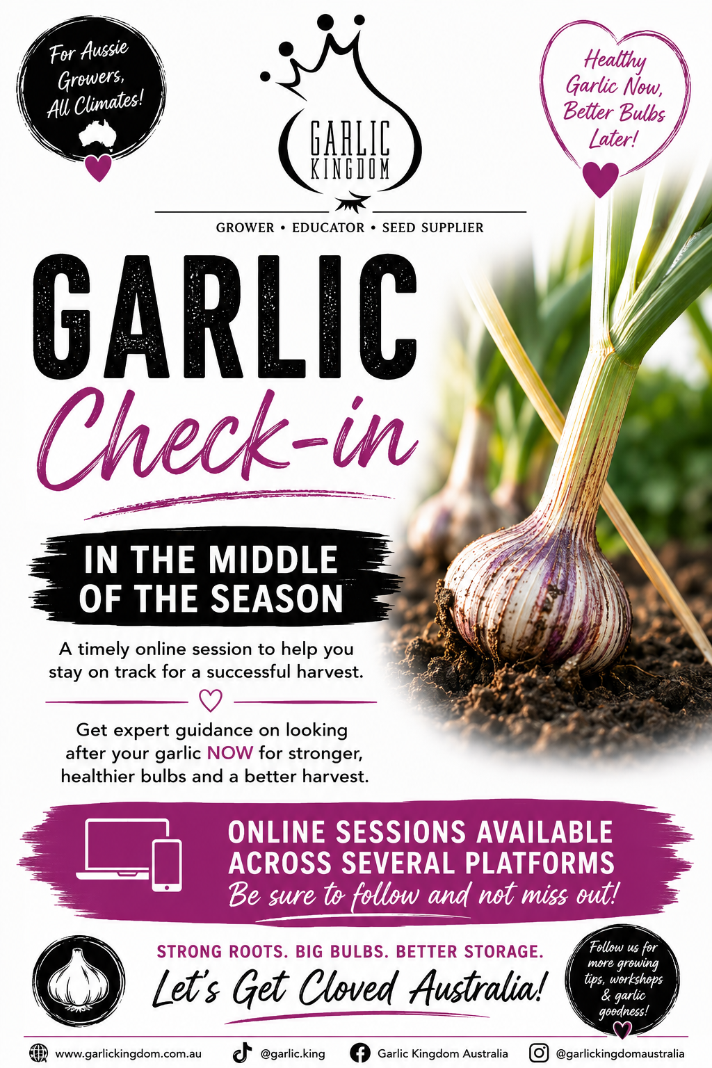 Garlic Check-in Mid Season Period