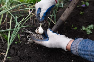 Our Garlic Network image