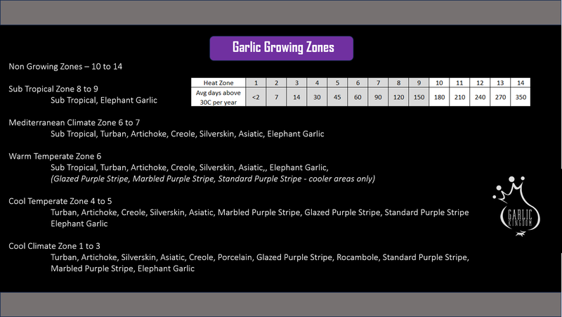 Can I Grow Garlic In My Climate?