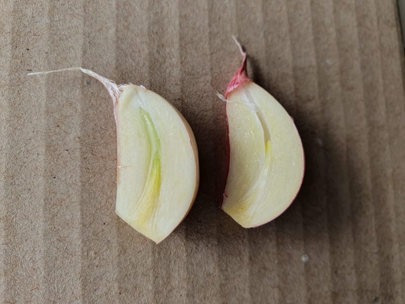 When to plant your garlic?
