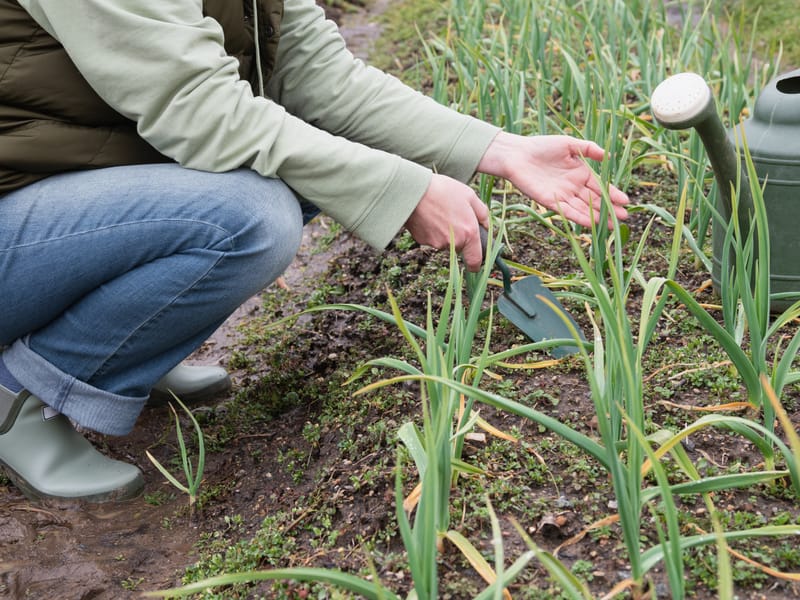 Garlic Tasting and Growing Workshop - COMBO