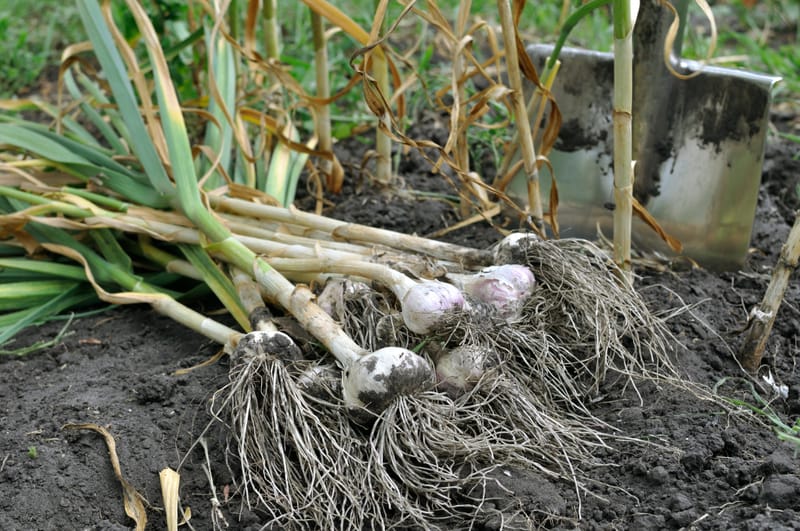 When is my garlic ready to harvest?