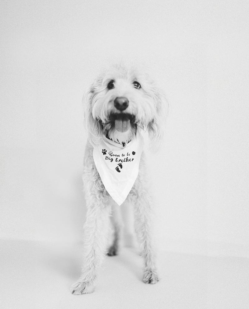 הריון בסטודיו