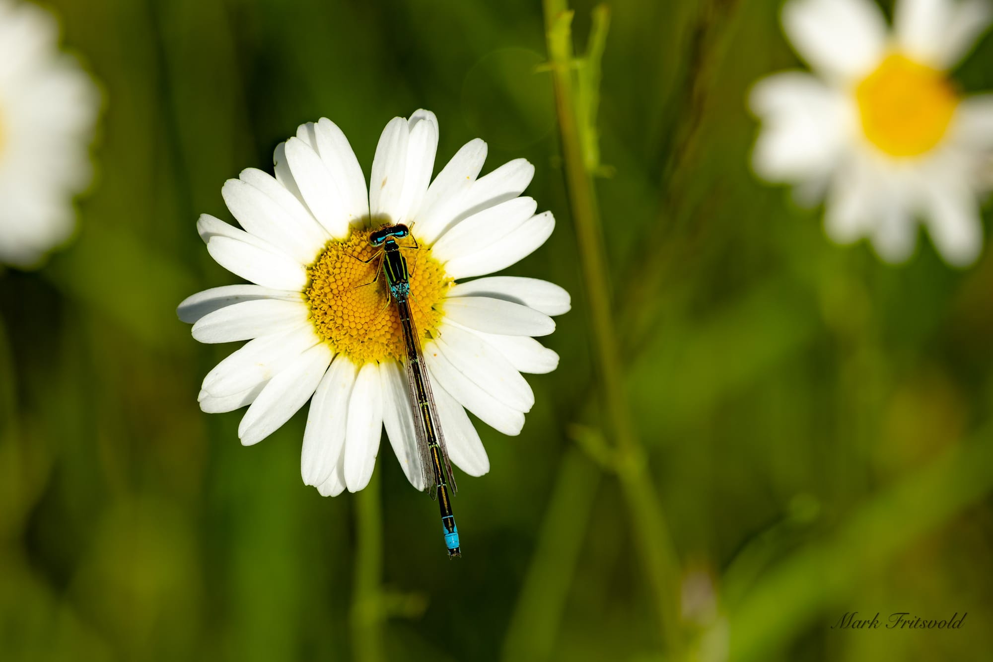 Damselfly related to a Dragonfly