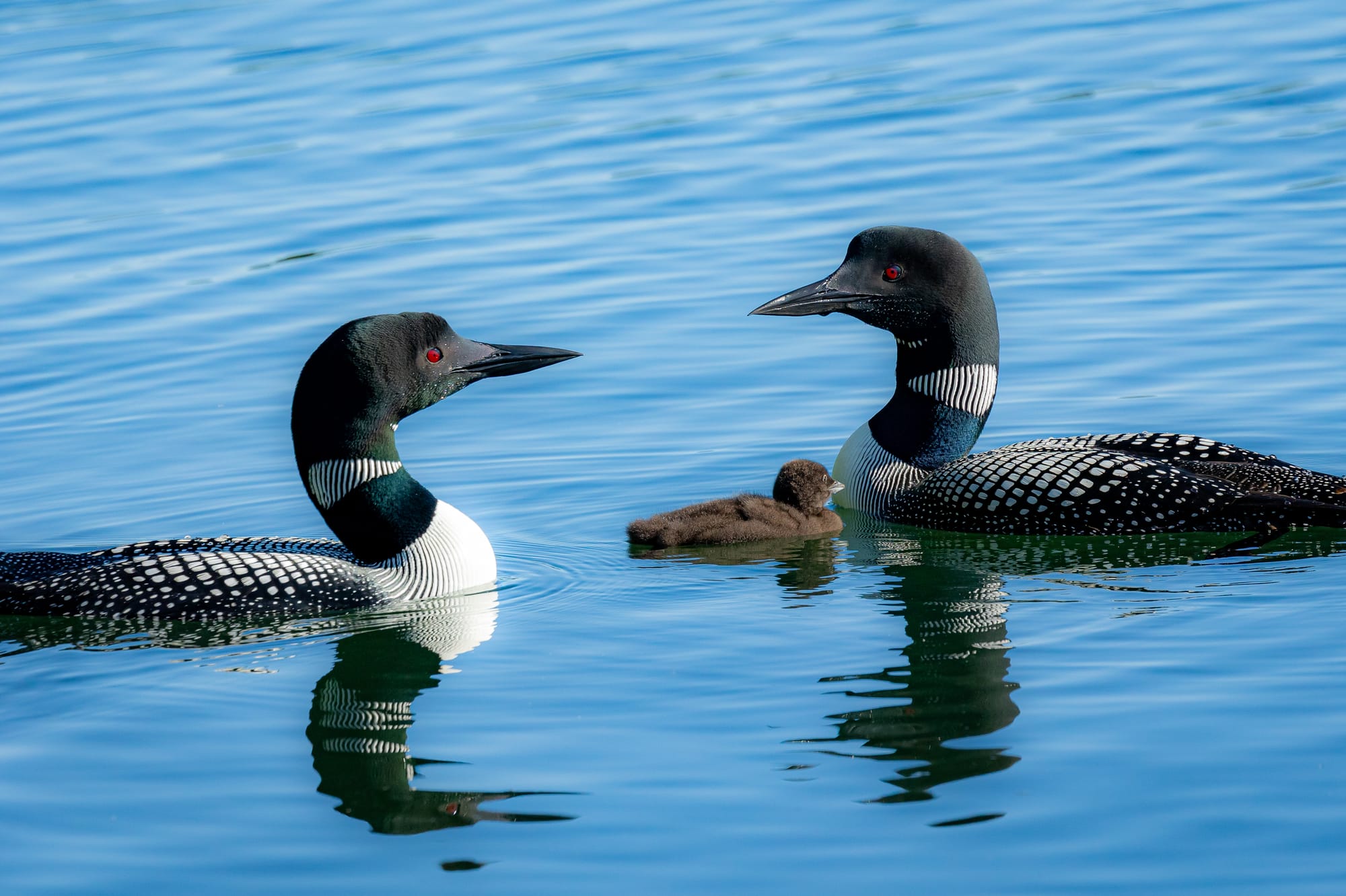 Resident loons with Harry