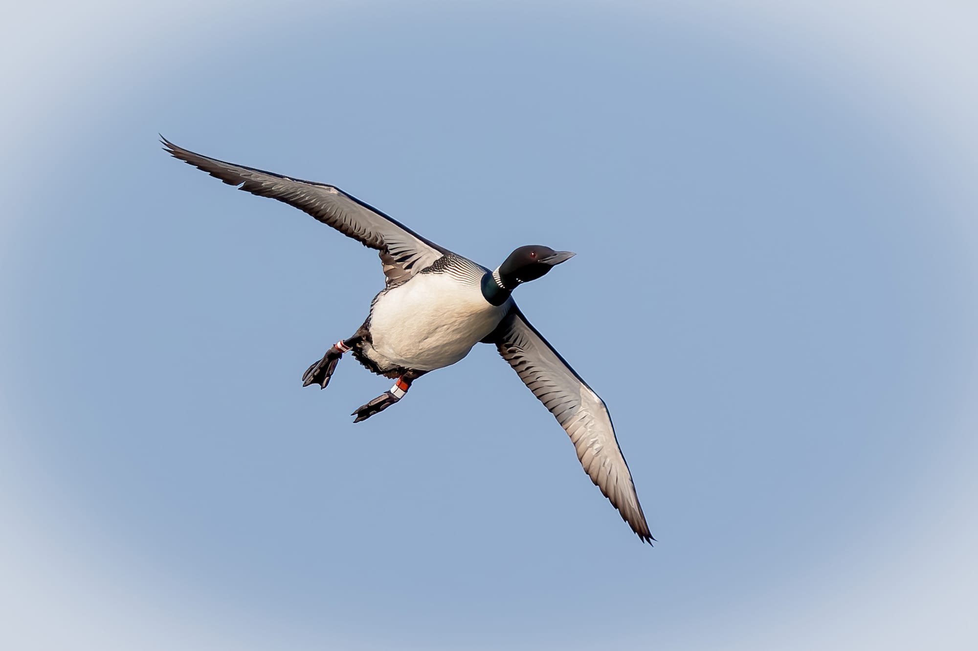 Banded female resident loon