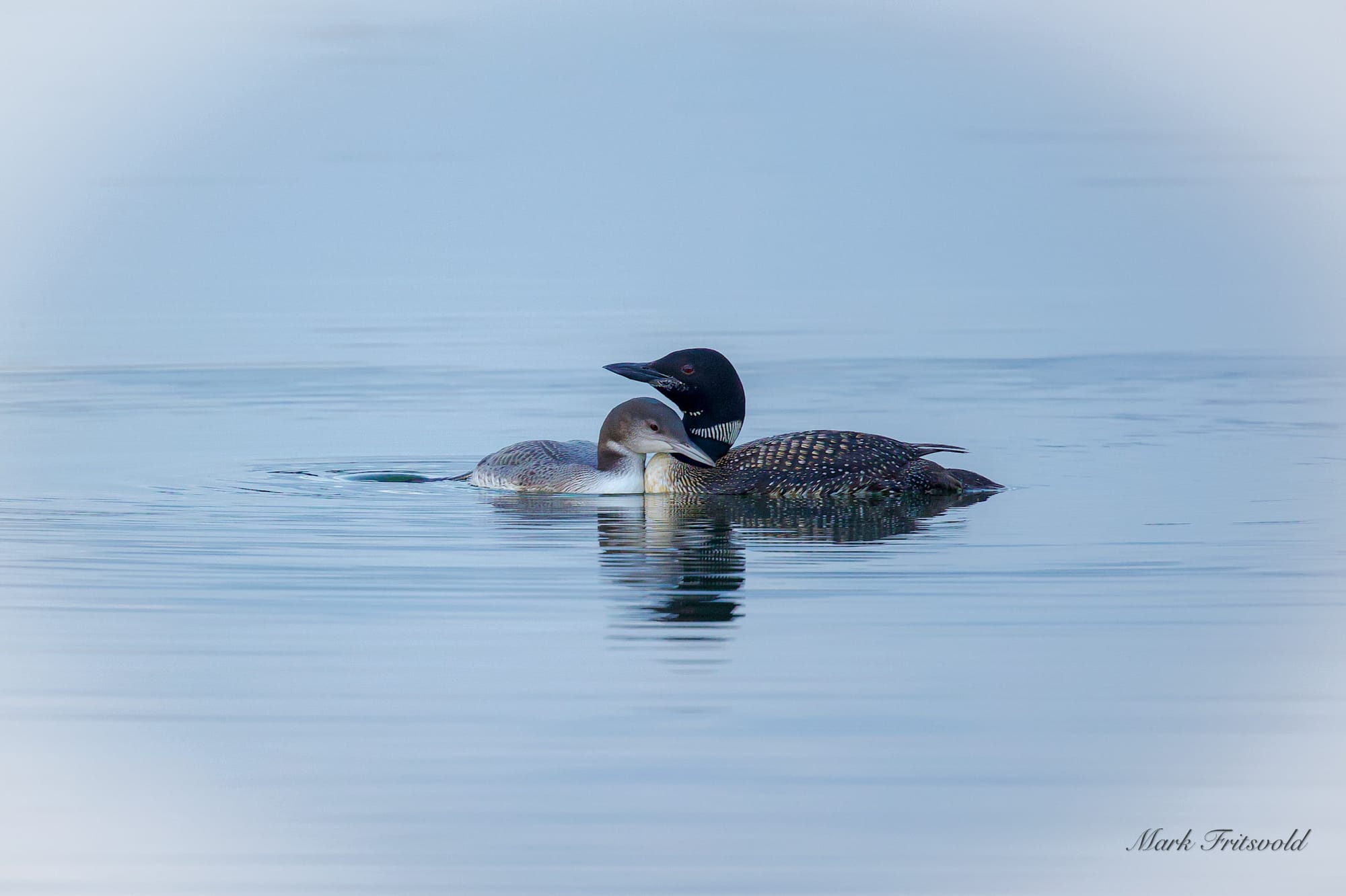 Female loon with Furr-nando