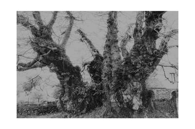 Il Castagno della Nave image