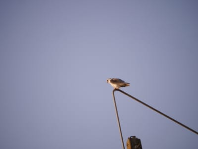 June fishing and birding update