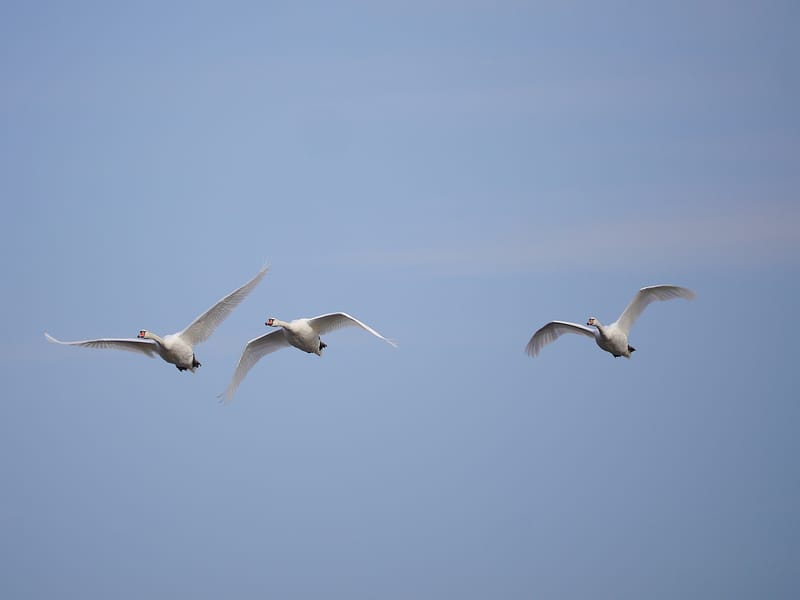 Bird watching and nature tours