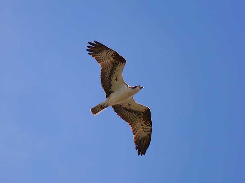 Bird Watching and Nature tours