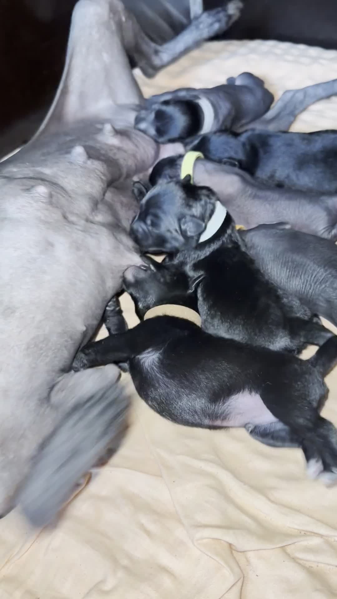 Wurf D (Nayeli x Xolotl)