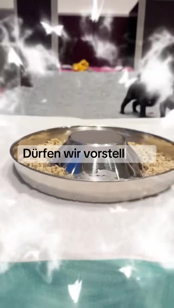 Wurf D (Nayeli x Xolotl)