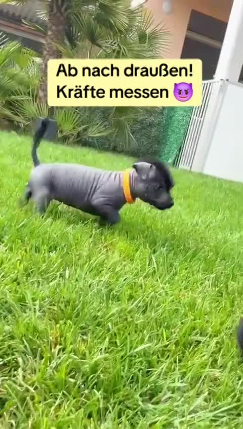 Wurf D (Nayeli x Xolotl)