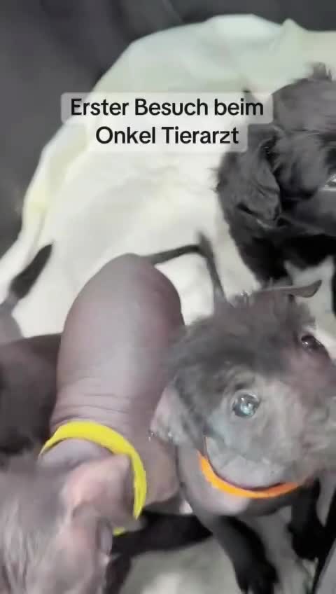 Wurf D (Nayeli x Xolotl)