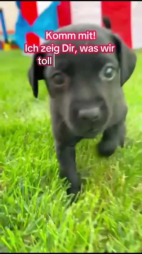 Wurf D (Nayeli x Xolotl)