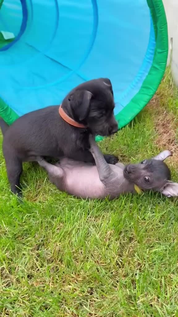 Wurf D (Nayeli x Xolotl)