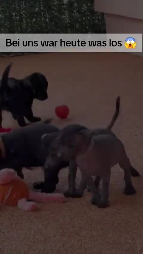 Wurf D (Nayeli x Xolotl)