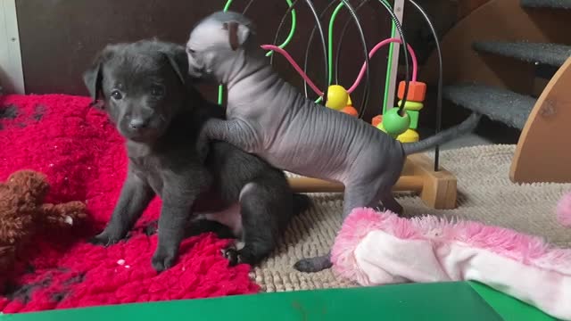 Wurf E (Sesasi x Xolotl)