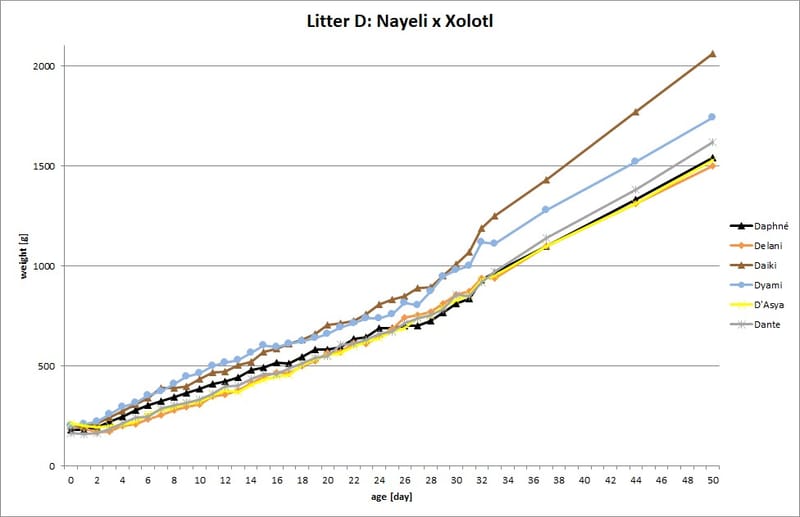 Wurf D (Nayeli x Xolotl)