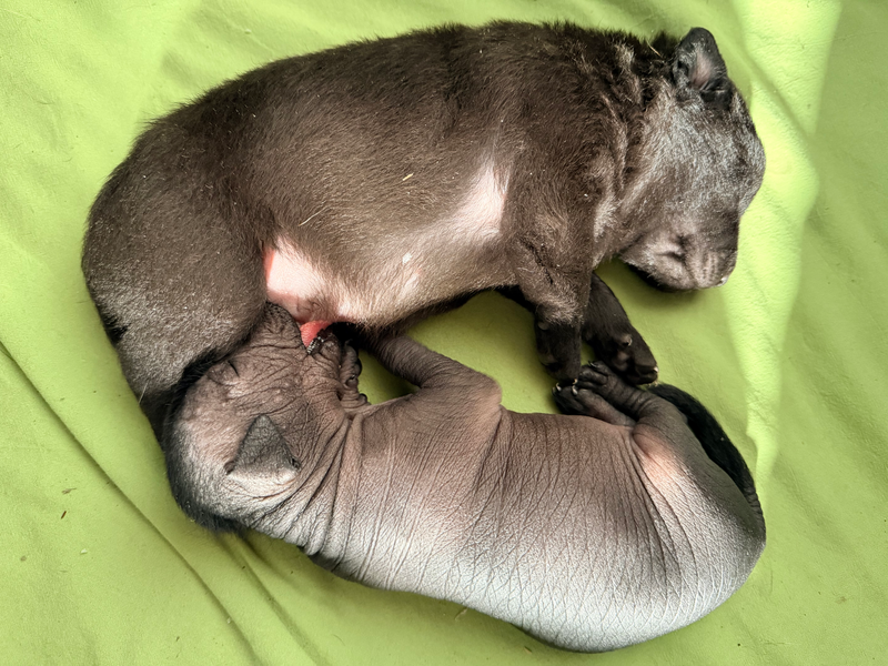 Wurf E (Sesasi x Xolotl)
