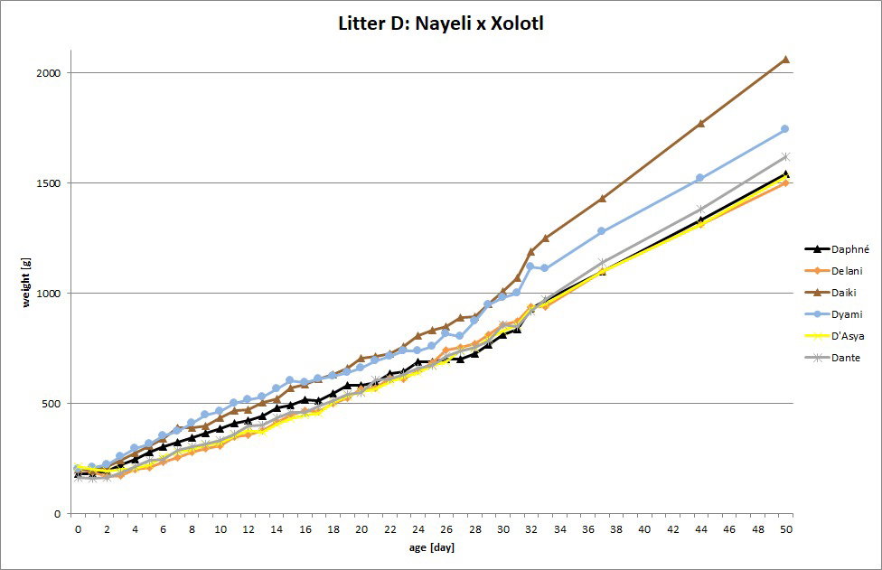 Portée D (Nayeli x Xolotl)