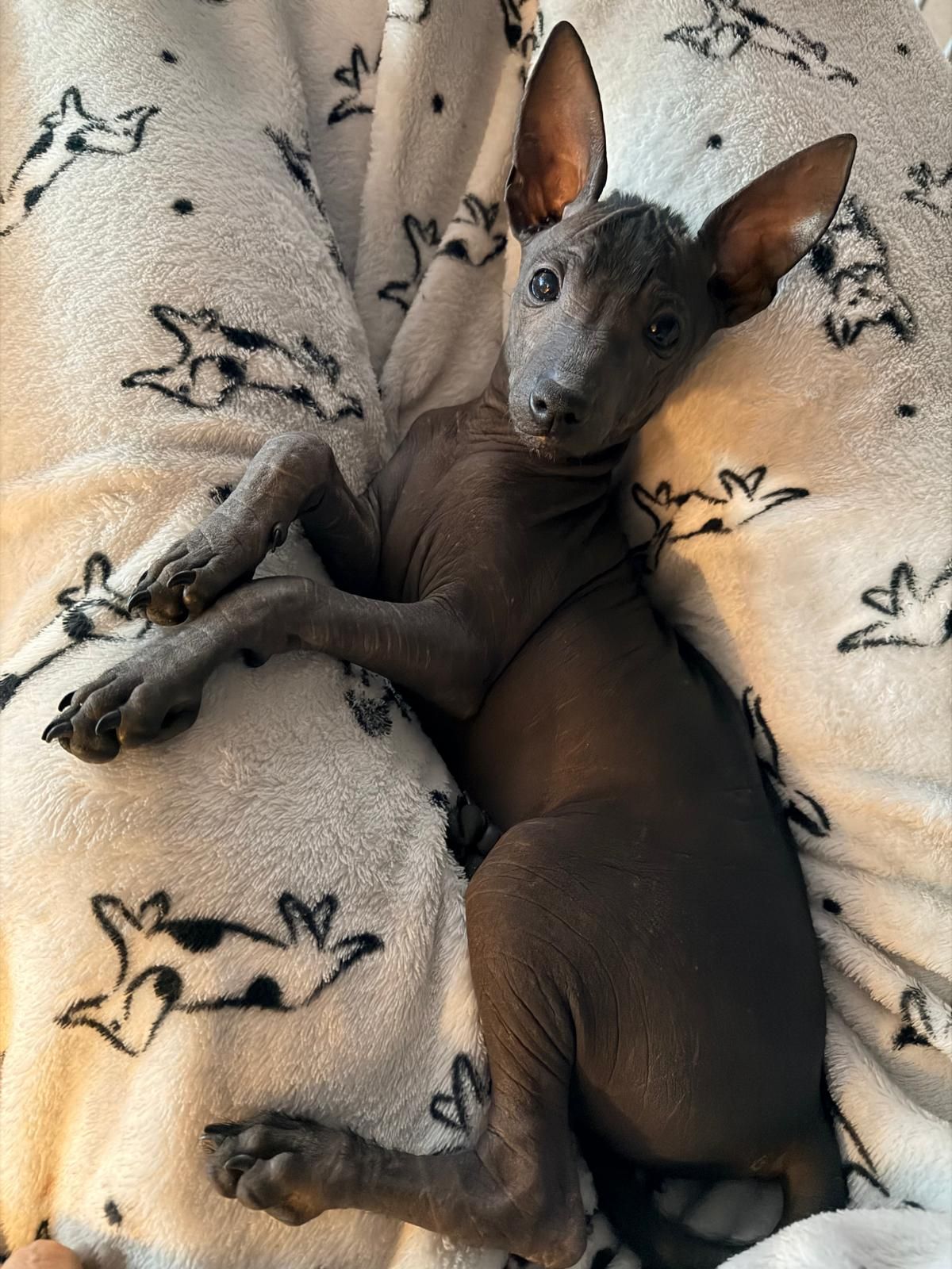Elara
