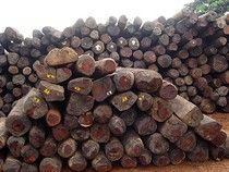 Illegal Logging and Timber Trade