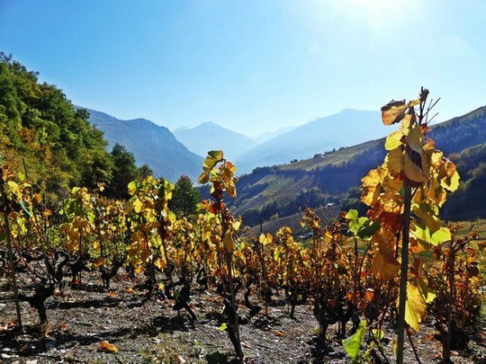 Vignes en Valais