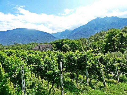 Les vignes de Sementina