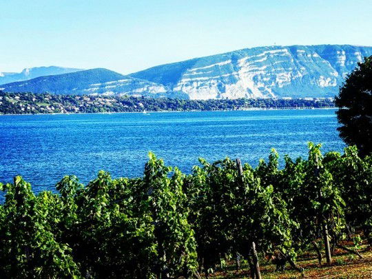 Les vignes genevoises et le Léman