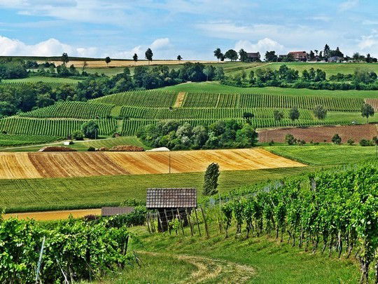 Des vignes de Schaffhouse