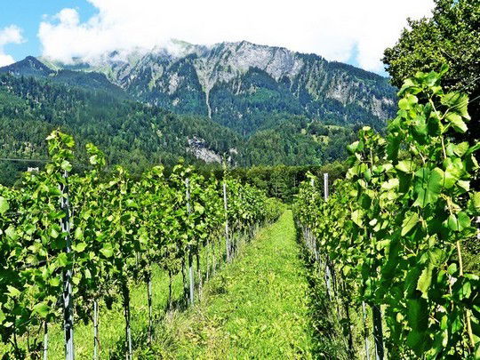 Vignoble des Grisons