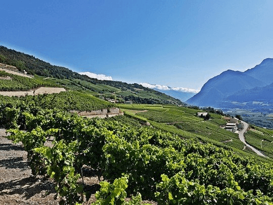 Vignes rive droite (Valais)