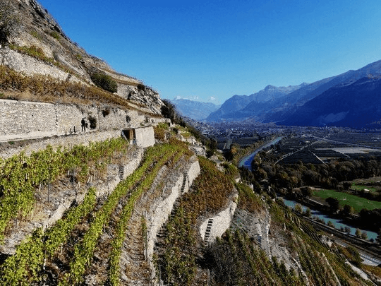 Les vignes surplombant le Rhône (Valais)