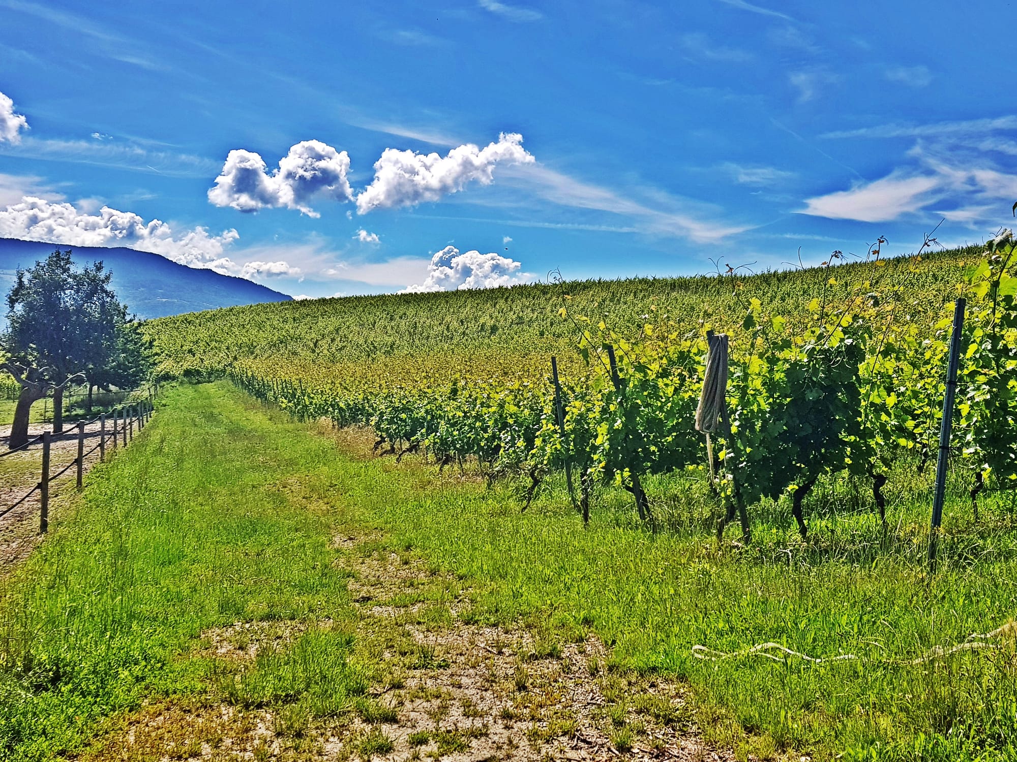 Les vignes à Choulex (Genève)