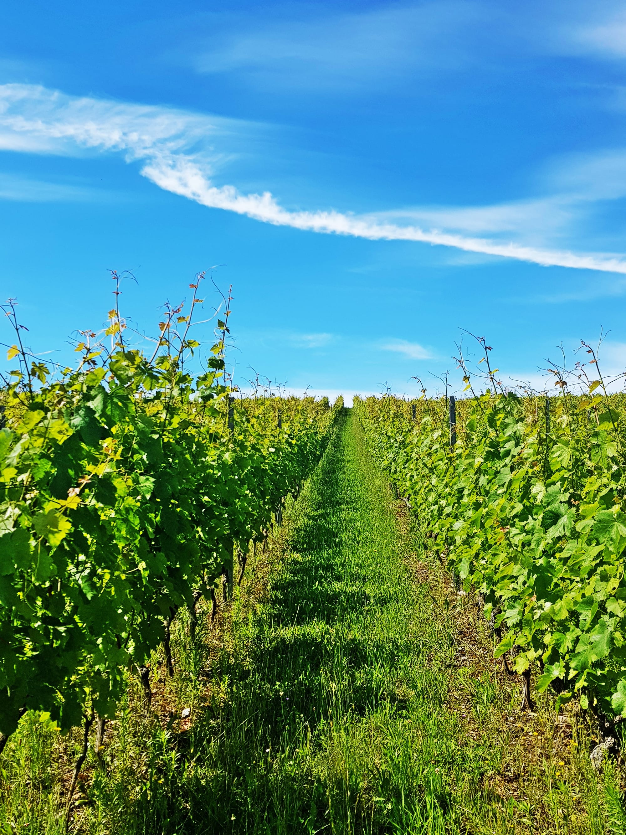 Les vignes Rive gauche à Genève