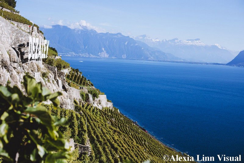 Les vignes du Dezaley