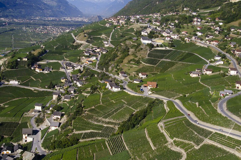 Les vignes de Flanthey