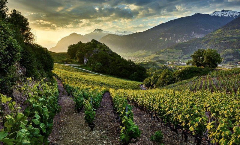 Les vignes de la Cave des Oasis