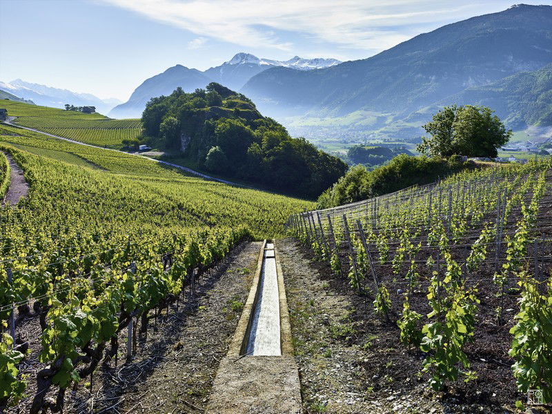 Les vignes de la Cave des Oasis